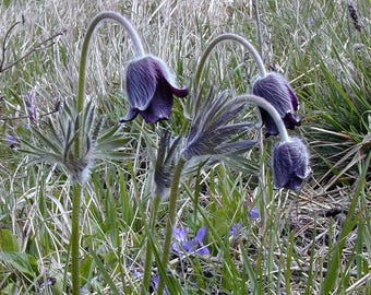 May include: Close-up of several purple pasqueflowers in a field of green and dry grass. The flowers have a bell-like shape and are covered in soft, fuzzy hairs. The stems are green and curved, with delicate leaves.