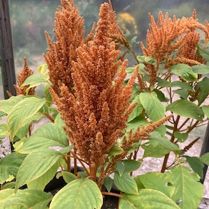 Amaranthus Copperhead (Amaranthus) 25 Flower Seeds