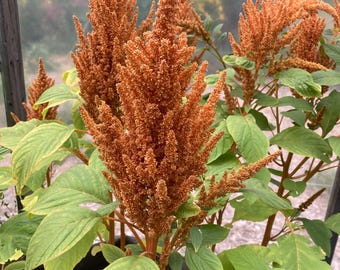 Amaranthus Copperhead (25 semillas de flores)