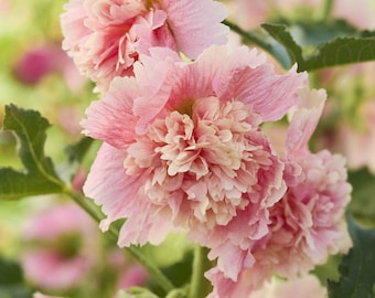 Alcea rosea Summer Carnival Apple Blossom (Malvarrosa) 10 semillas de flores