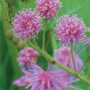 Mimosa Pudica Pink Sparkles (30 Flower Seeds)