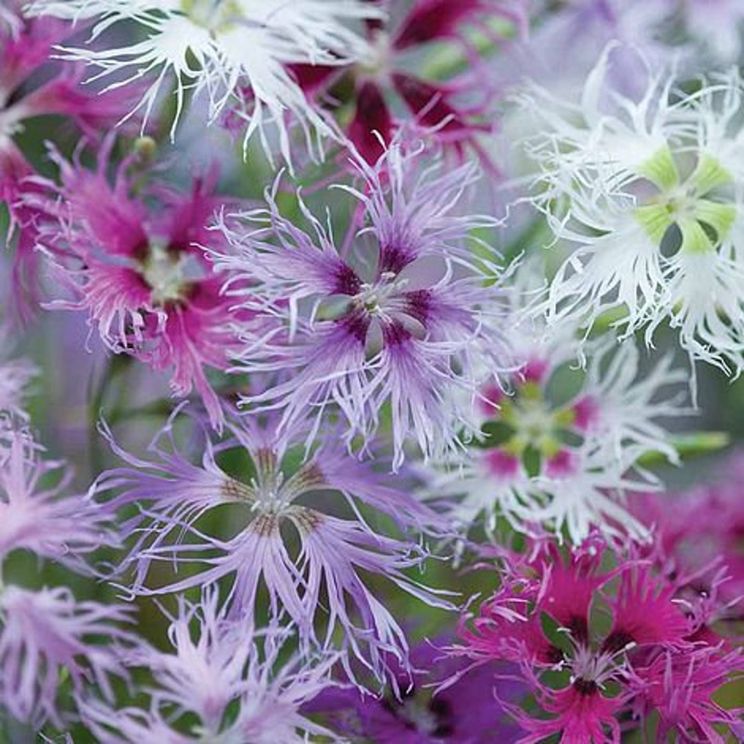 Dianthus Rainbow Loveliness (25 Flower Seeds) - Etsy
