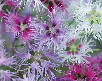 Dianthus Rainbow Loveliness (20 Flower Seeds)