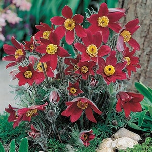 May include: A cluster of deep red pasque flowers with yellow centers bloom in a garden setting.