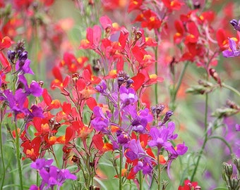 Linaria Rhythm & Blues (Linaria maroccana) 50 Flower Seeds