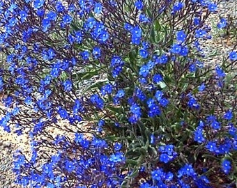 Anchusa capensis Blue Angel (Dwarf Alkanet) 30 Flower Seeds