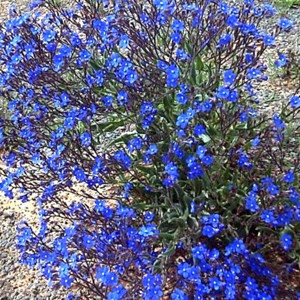 Anchusa capensis Blue Angel (Dwarf Alkanet) 30 Flower Seeds