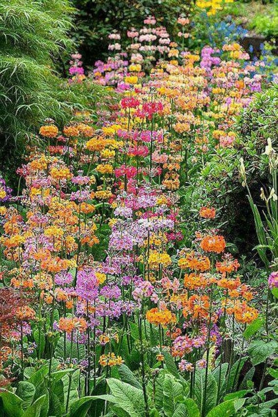 Primula Candelabra Hyb. Woodside Mix (35 Seeds) - Etsy