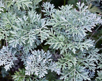 Artemisia absinthium (Ajenjo) 50 Semillas