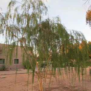 May include: A weeping tree with long, slender branches and green foliage. The tree's trunk is light brown, and the background features a building with square windows and a sandy ground. The sky is a pale blue.