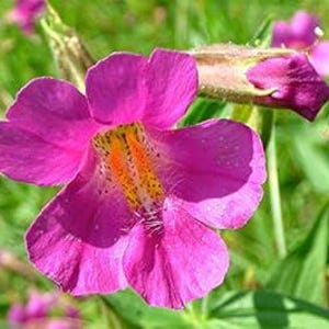 May include: Close-up of a vibrant pink flower with a yellow and orange center. The flower has five petals and is surrounded by green leaves and stems. The image is well-lit, showcasing the flower's texture and details.