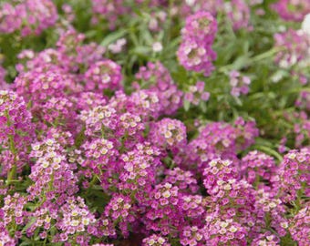 Alyssum Rosie O’Day (Lobularia maritima) 50 semillas de flores