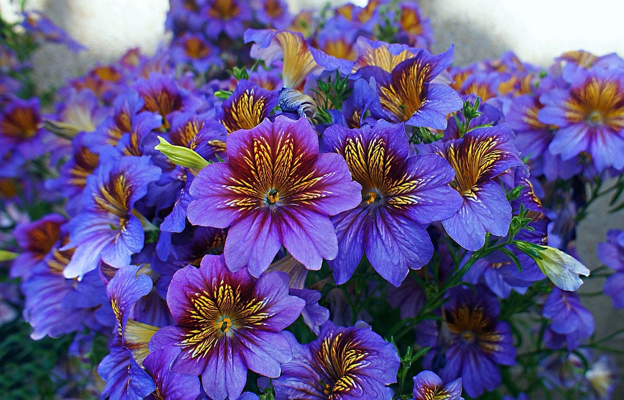 Salpiglossis Kew Blue (painted Tongue) 20 Flower Seeds - Etsy