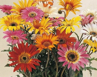 African Daisy Harlequin Mix (Arctotis x hybrida) 20 Flower Seeds