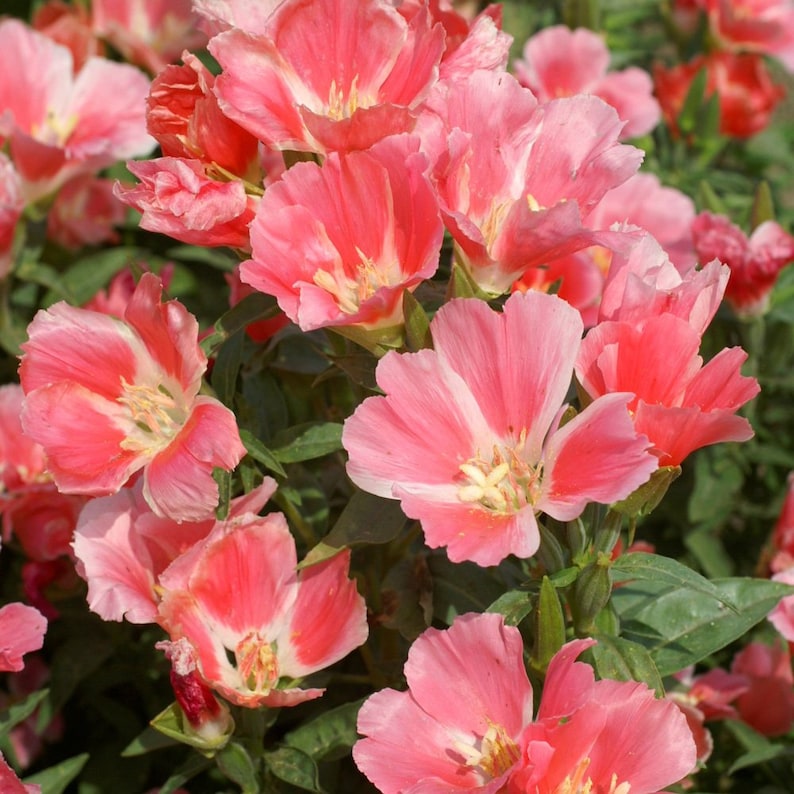 Godetia Grace Salmon clarkia Amoena 20 Flower Seeds Etsy