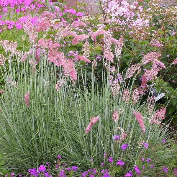 Pink Crystals Ornamental Grass (Melinis nerviglumis) 15 Flower Seeds