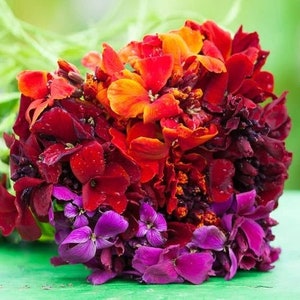 May include: A bouquet of vibrant flowers in shades of red, orange, and purple. The flowers are arranged in a loose, natural style, with some petals overlapping. The bouquet is a mix of different types of flowers, including some with ruffled petals.