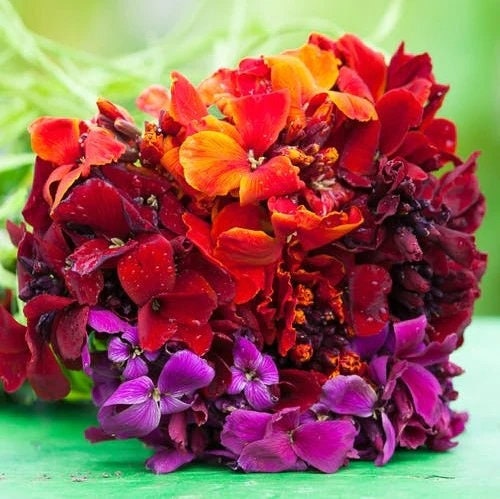 Wallflower Passion Mix (15 Flower Seeds) - Etsy