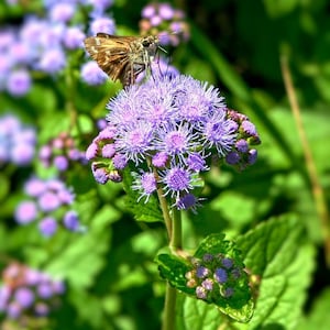 May include: A brown and white butterfly perched on a cluster of purple flowers with green leaves.