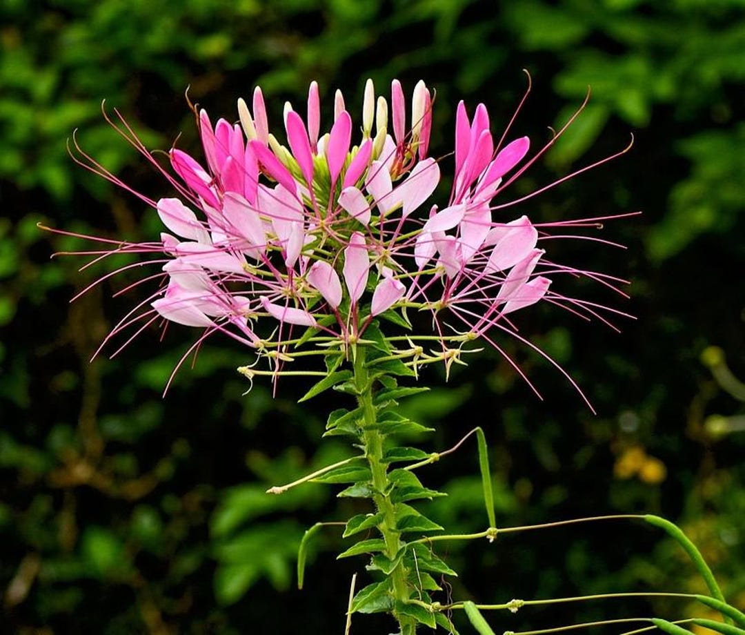 Cleome Rose Queen (spider Flower) 30 Flower Seeds - Etsy