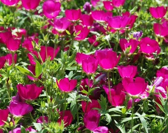 Callirhoe involucrata (Winecups; Purple Poppy Mallow) 10 Flower Seeds