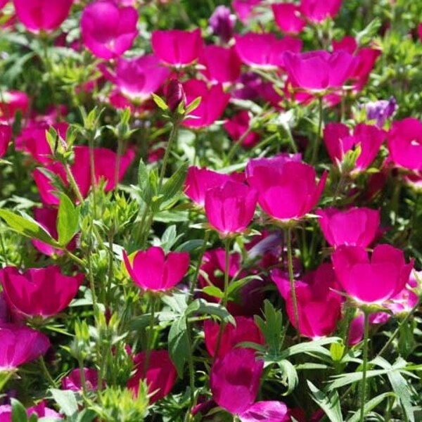 Callirhoe involucrata (Winecups; Purple Poppy Mallow) 10 Flower Seeds