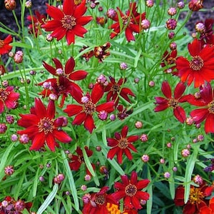 Coreopsis Cinnamon (Coreopsis tinctoria) 40 Flower Seeds
