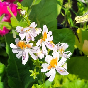 Schizanthus Angel Wings Mix Butterfly Flower 25 Flower Seeds image 4