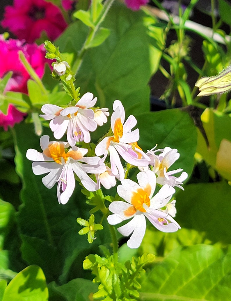 Schizanthus Angel Wings Mix Butterfly Flower 25 Flower Seeds image 4