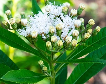15 semillas de flores de Vernonia noveboracensis