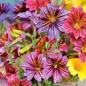 Salpiglossis grandiflora Finest Mix Painted Tongue 25 Flower Seeds image 1