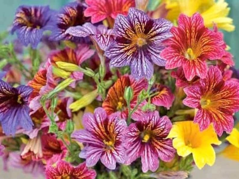 Salpiglossis grandiflora Finest Mix Painted Tongue 25 Flower Seeds image 1