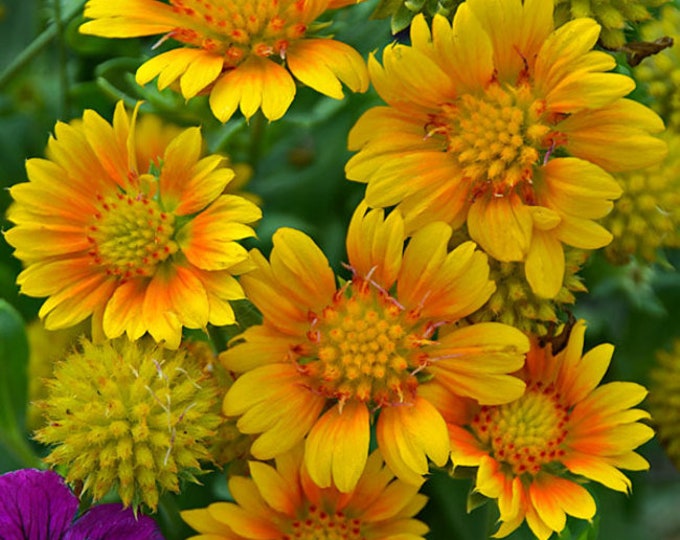 Gaillardia Grandiflora Arizona Apricot blanket Flower 10 Etsy