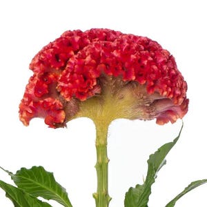 Celosia cristata Coral Diamond (Cockscomb) 10 Flower Seeds