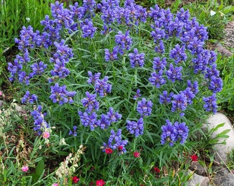 Dracocephalum Blue Moon (Indigo Blue Dragon’s Head) 20 Flower Seeds