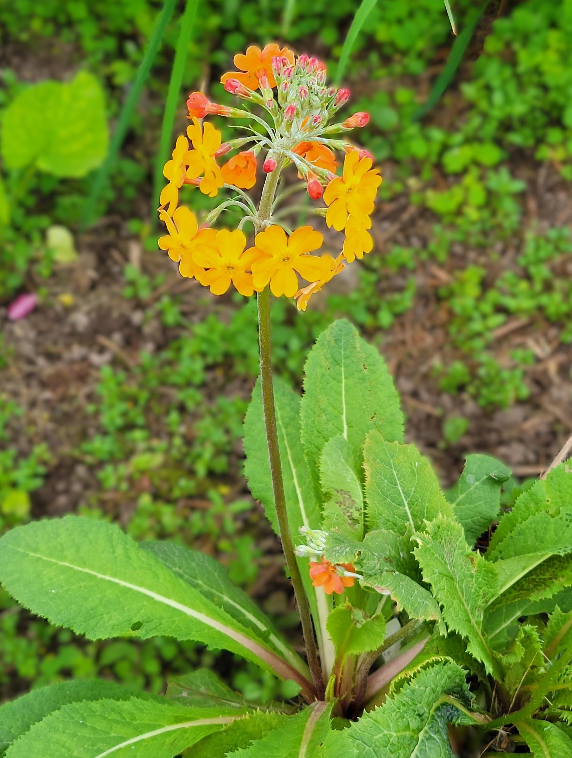Primula Candelabra Hyb Oriental Sunrise (30 Seeds) **QTY