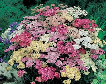 Semillas de Achillea Summer Pastels (Milenrama; Achillea millefolium) 25 semillas de flores