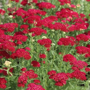 Achillea Cassis (Yarrow) Seeds (35 Flower Seeds)