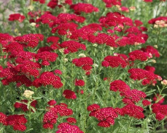 Achillea Cassis (Yarrow) Seeds (35 Flower Seeds)