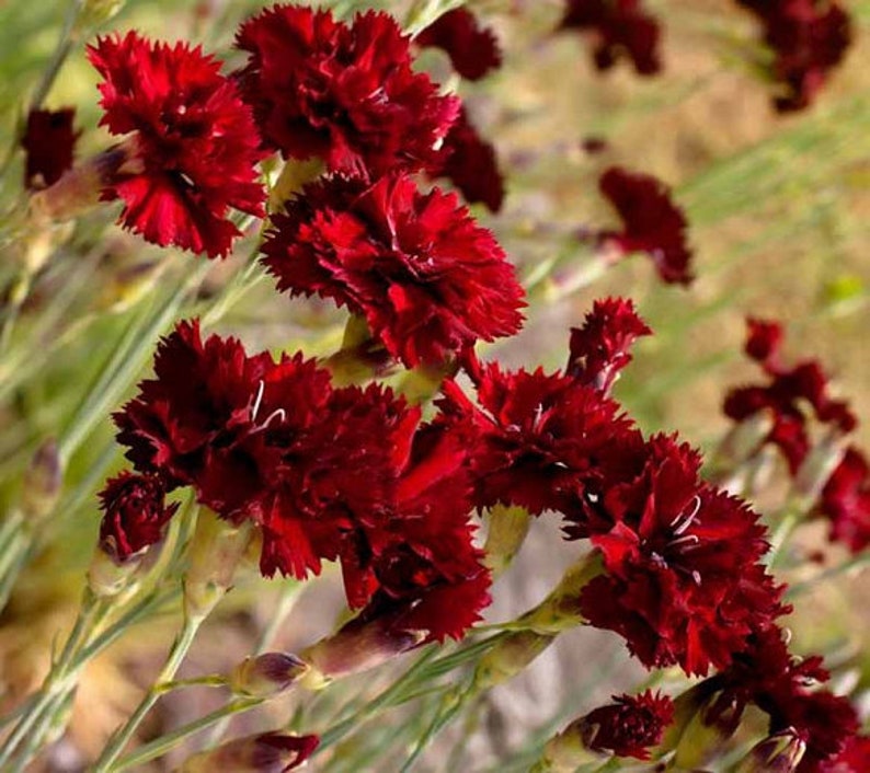 Carnation Grenadin Hardy Triumph Mix
