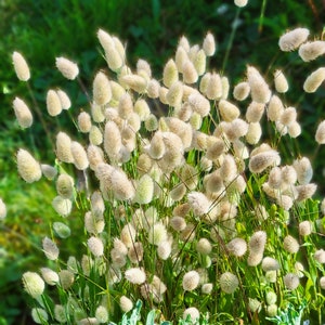 Bunny Tails Grass Lagurus ovatus 30 Flower Seeds image 1