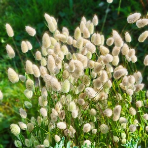 Bunny Tails Grass (Lagurus ovatus) 50 Flower Seeds