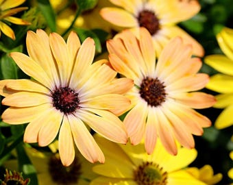 Margarita africana salmón (30 semillas de flores)