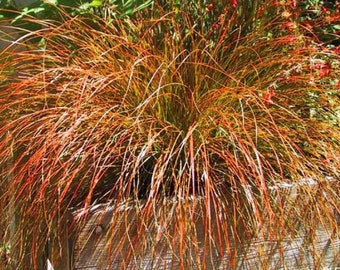 Carex Prairie Fire (Carex testacea) 20 Ornamental Grass Seeds