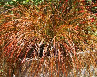 Carex Prairie Fire (Carex testacea) 15 Ornamental Grass Seeds