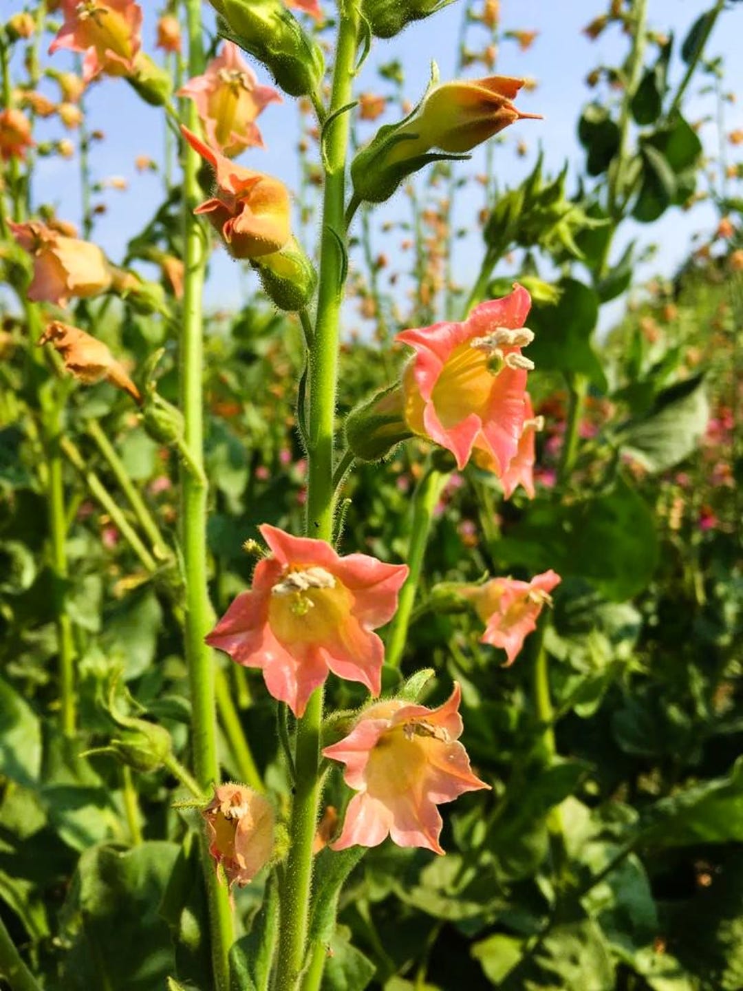 flowering tobacco peach screamer Nicotiana - Nicotiana - Peach Screamer