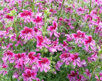 May include: A dense cluster of vibrant pink flowers with deep magenta centers and delicate, multi-petaled blooms. The flowers are supported by slender green stems and narrow, serrated leaves, creating a lush, textured botanical display.