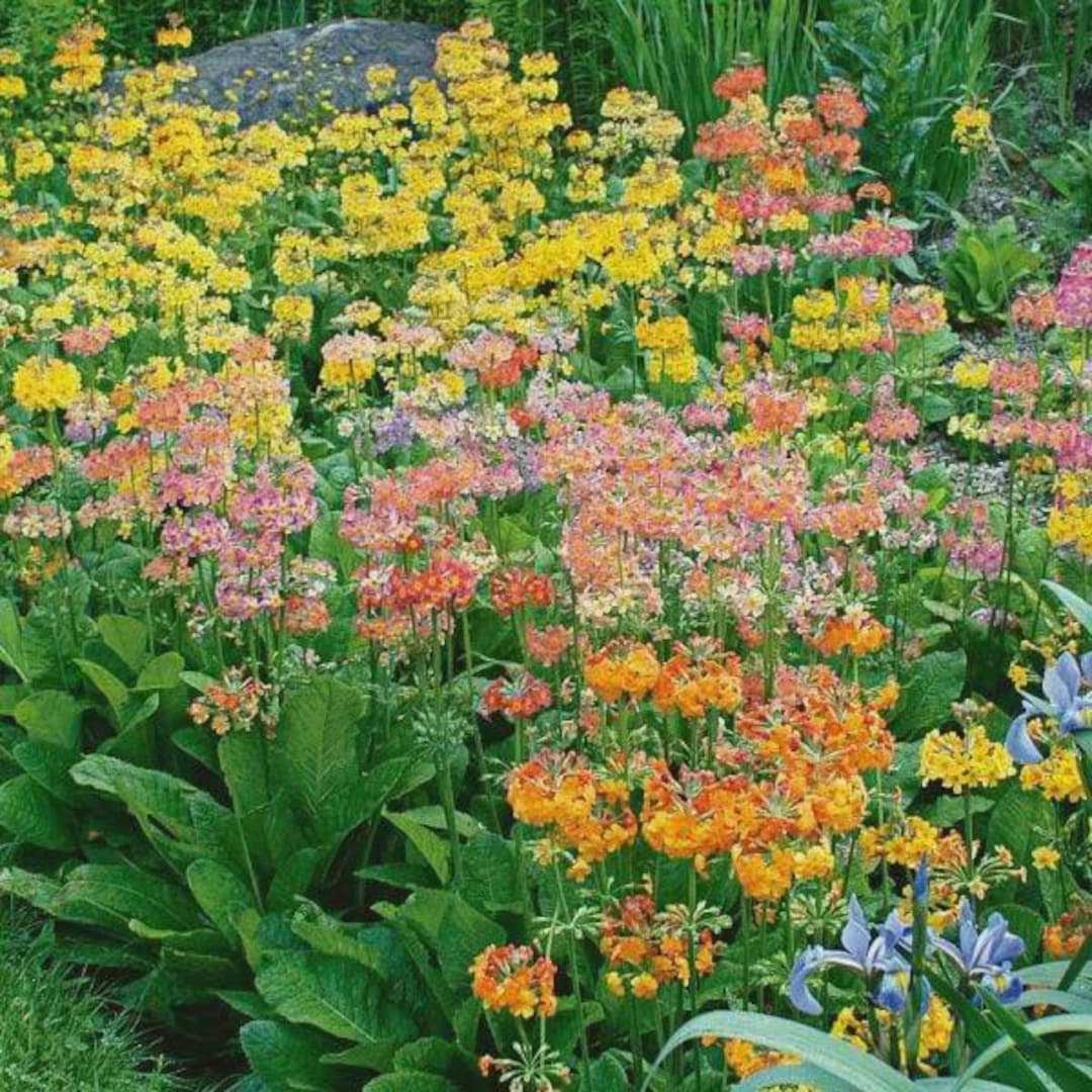 Primula Candelabra Hyb. Woodside Mix (35 Seeds) - Etsy