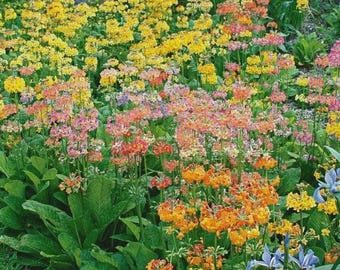 Primula Candelabra Hyb. Woodside Mix (35 seeds)