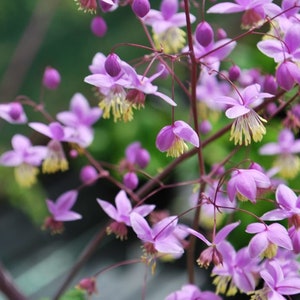 Thalictrum delavayi Meadow Rue 15 Flower Seeds image 1